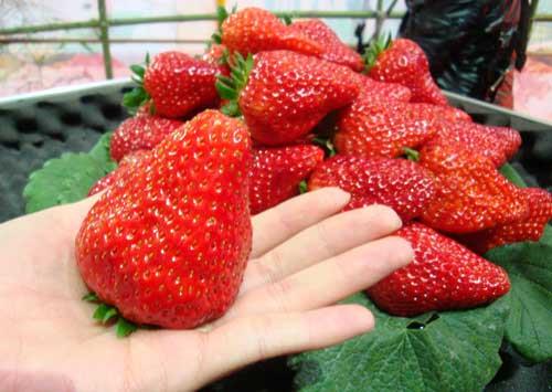 草莓1.jpg