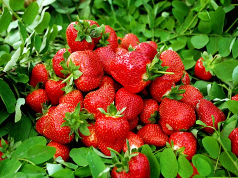 草莓3.jpg